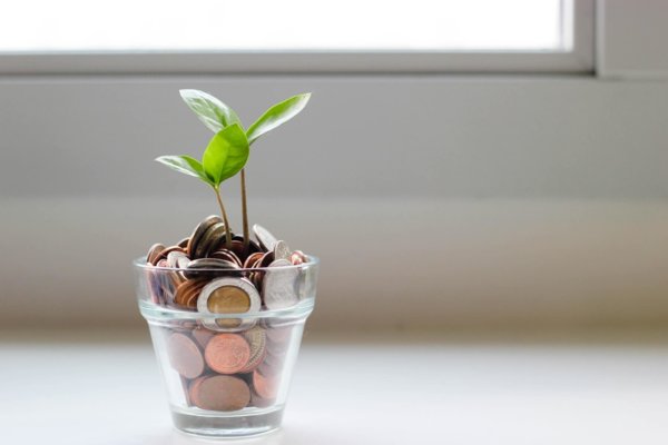 coins plant